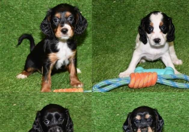 Cocker Spaniel puppies for sale in Wainfleet All Saints, Lincolnshire – 1 year old - Image 1 of 3