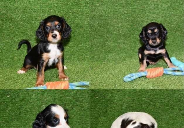 Cocker Spaniel puppies for sale in Wainfleet All Saints, Lincolnshire – 1 year old - Image 2 of 3