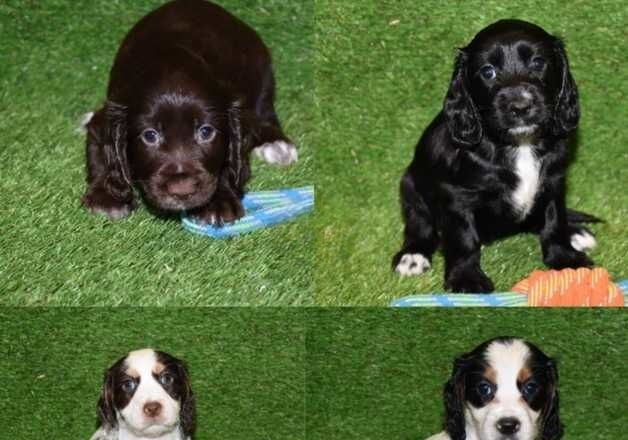 Cocker Spaniel puppies for sale in Wainfleet All Saints, Lincolnshire – 1 year old - Image 3 of 3