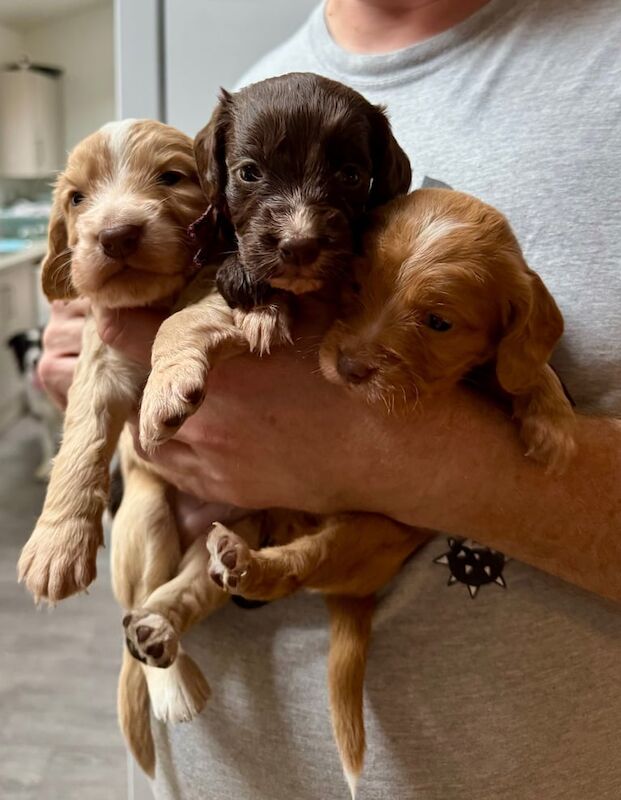 Cocker Spaniel puppies for sale in Coventry, West Midlands – 1 year old - Image 2 of 3