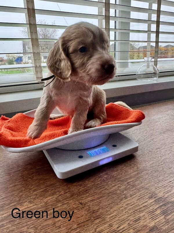 Cocker Spaniel puppies for sale in Coventry, West Midlands – 1 year old - Image 3 of 3