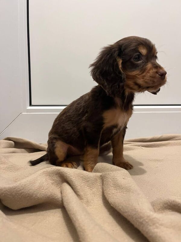 Cocker Spaniel puppies for sale in Canterbury, Kent – KC registered, 9 weeks old - Image 3 of 3