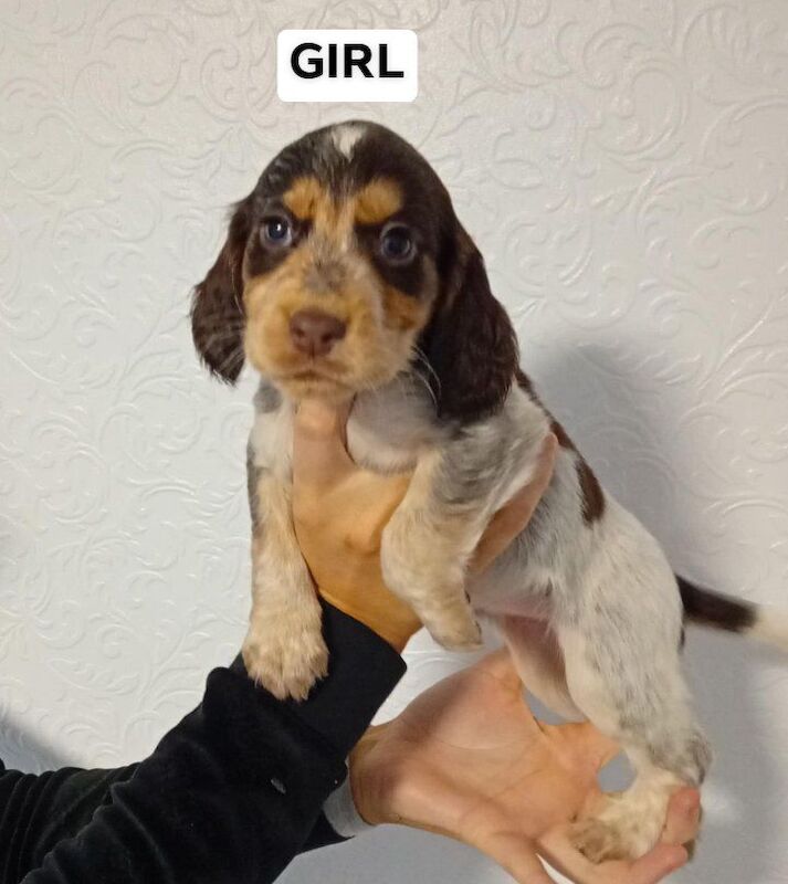 Cocker Spaniel puppies for sale in Bedford, Bedfordshire – 7 weeks old