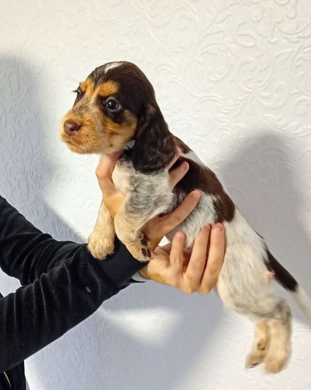 Cocker Spaniel puppies for sale in Bedford, Bedfordshire – 9 weeks old - Image 2 of 3
