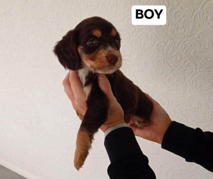 Cocker Spaniel puppies for sale in Bedford, Bedfordshire – 9 weeks old - Image 3 of 3