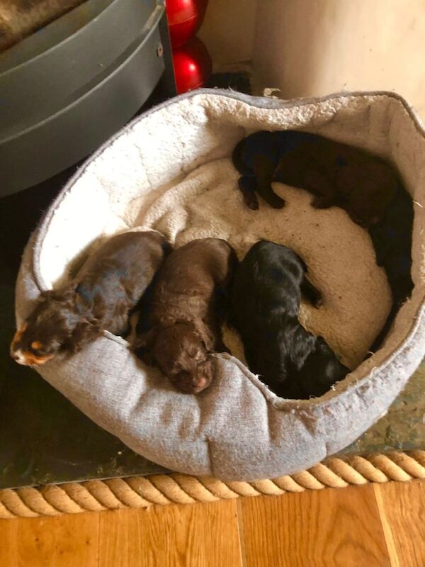 Cocker spaniels puppies