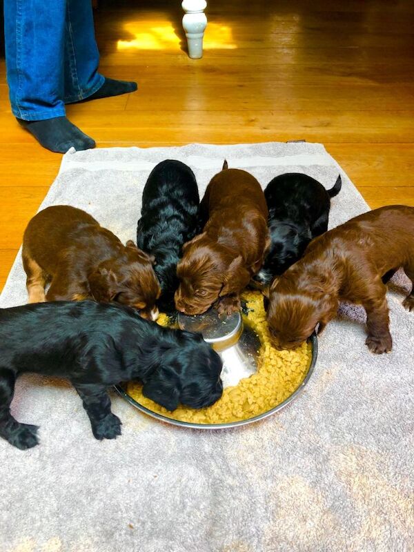 Cocker spaniels puppies - Image 2 of 6