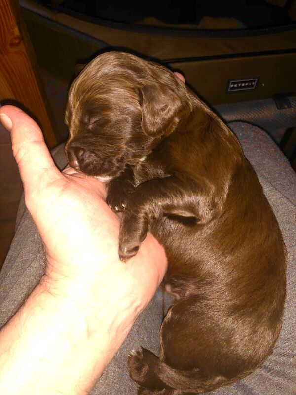 Cocker spaniels puppies - Image 3 of 6