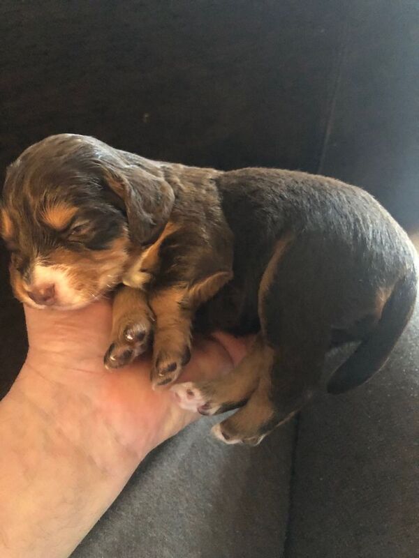 Cocker spaniels puppies - Image 4 of 6