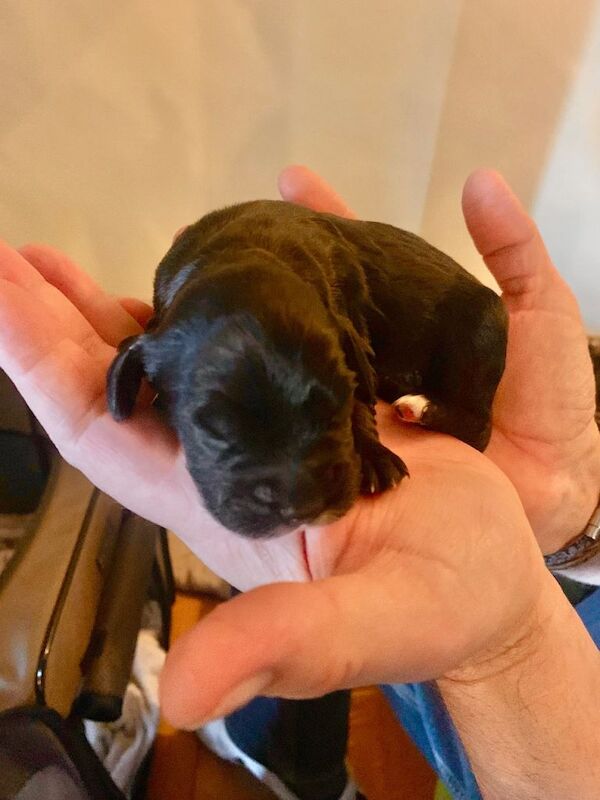 Cocker spaniels puppies - Image 5 of 6