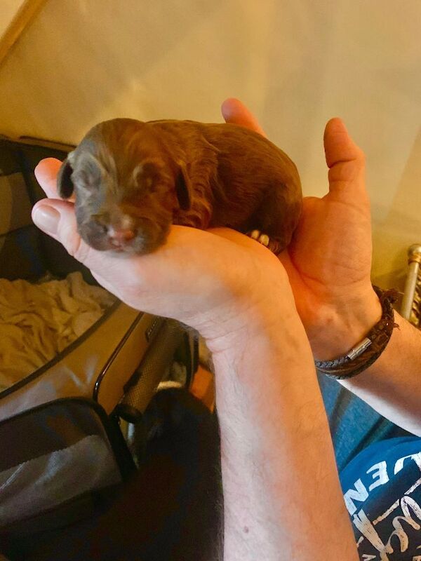 Cocker spaniels puppies - Image 6 of 6