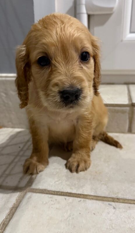 Cocker Spaniel puppies for sale in Spalding, Lincolnshire – 8 weeks old