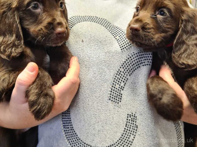 Cocker Spaniel puppies for sale in Ashford, Surrey – 1 year old - Image 2 of 5