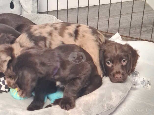 Cocker Spaniel puppies for sale in Ashford, Surrey – 1 year old - Image 3 of 5