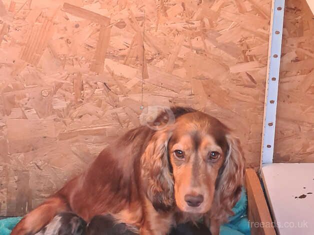 Cocker Spaniel puppies for sale in Ashford, Surrey – 1 year old - Image 4 of 5