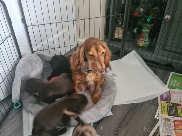 Cocker Spaniel puppies for sale in Ashford, Surrey – 1 year old - Image 5 of 5