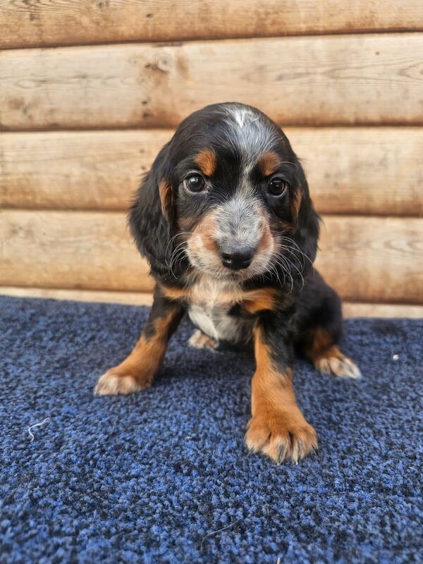 Cocker spaniels puppy for sale in Frome, Somerset