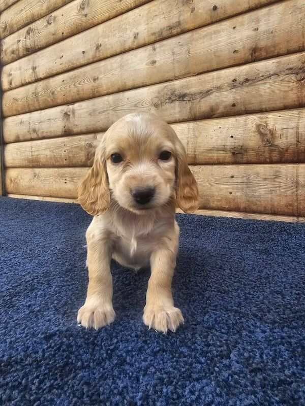Cocker Spaniel puppies for sale in Frome, Somerset – 8 months old - Image 2 of 3
