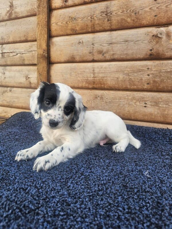Cocker Spaniel puppies for sale in Frome, Somerset – 8 months old - Image 3 of 3