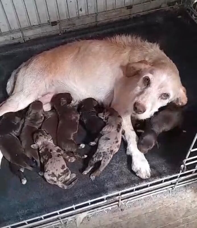 Cocker spaniels puppy’s