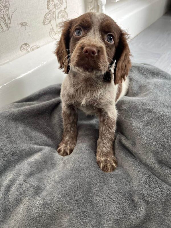 Cocker spaniels puppy's for sale in Canterbury, Kent