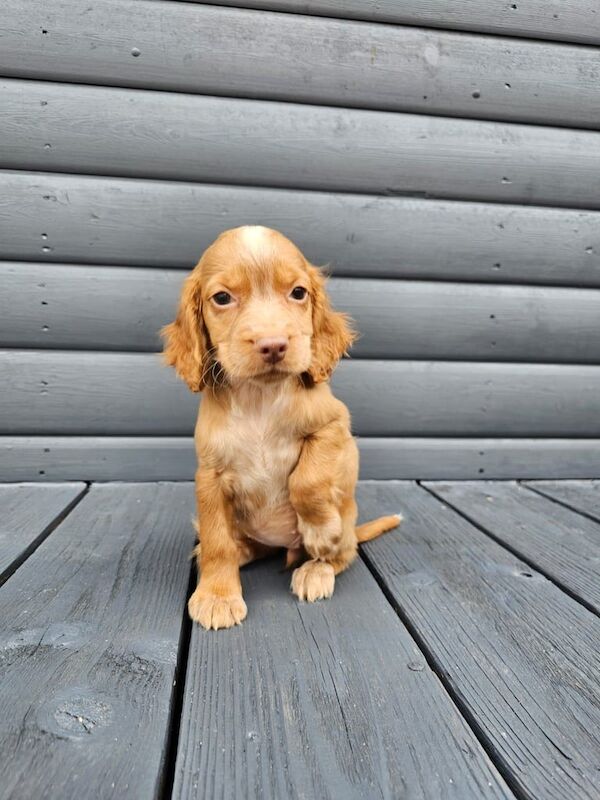 Cocker Spaniel puppies for sale in Frome, Somerset – 8 weeks old