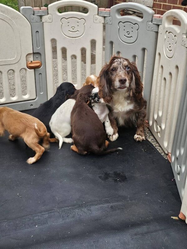 Cocker Spaniel puppies for sale in Frome, Somerset – 8 weeks old - Image 3 of 3