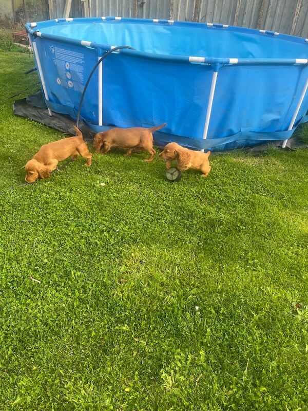Cocker Spaniel Puppies For Sale Under £1,000