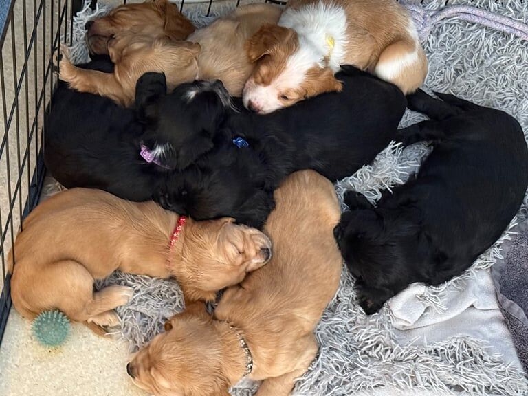 Cocker Spaniels (Working & Show) for sale in Basildon, Essex