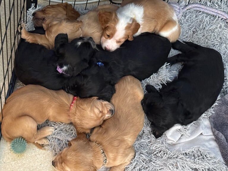 Cocker Spaniels (Working & Show) for sale in Basildon, Essex | Image 2