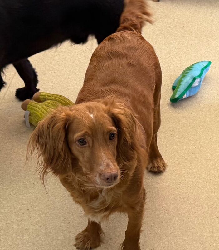 Cocker Spaniels (Working & Show) for sale in Basildon, Essex | Image 3