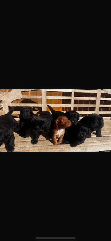 Cocker spaniels x chow - Image 2 of 5