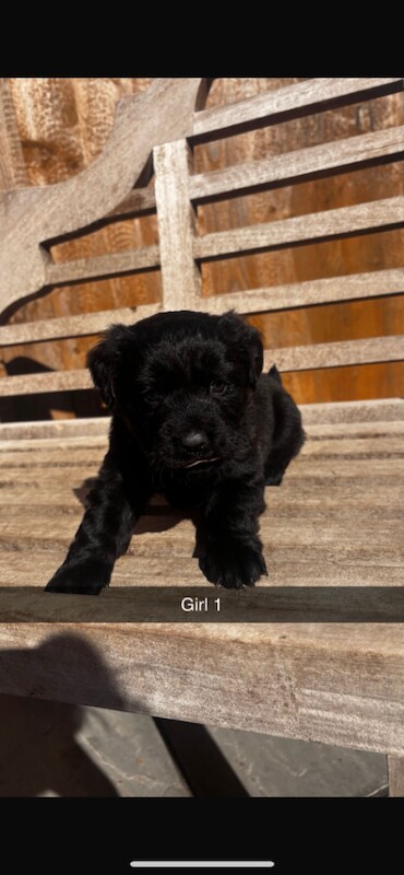 Cocker spaniels x chow - Image 3 of 5