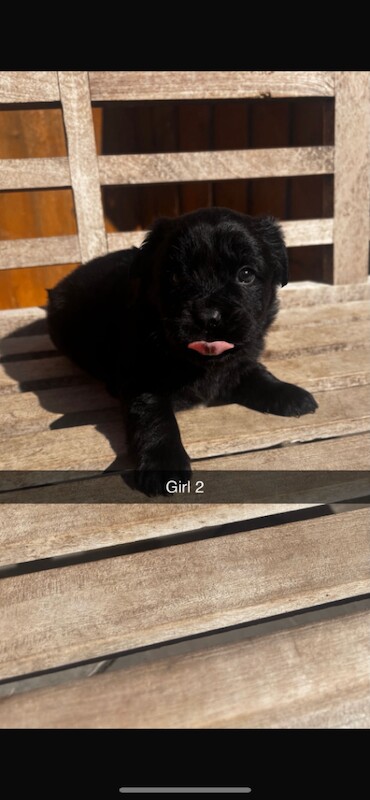 Cocker spaniels x chow - Image 4 of 5