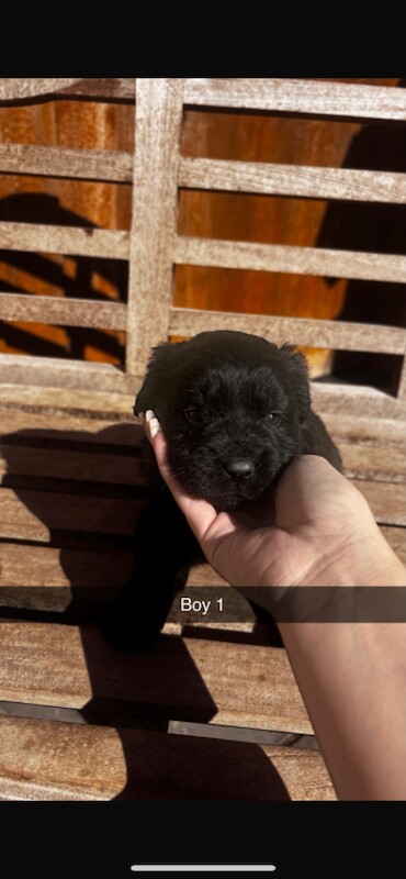 Cocker spaniels x chow - Image 5 of 5