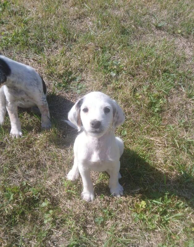 Cocker Spaniel puppies for sale in Cambridge, Cambridgeshire – 8 weeks old