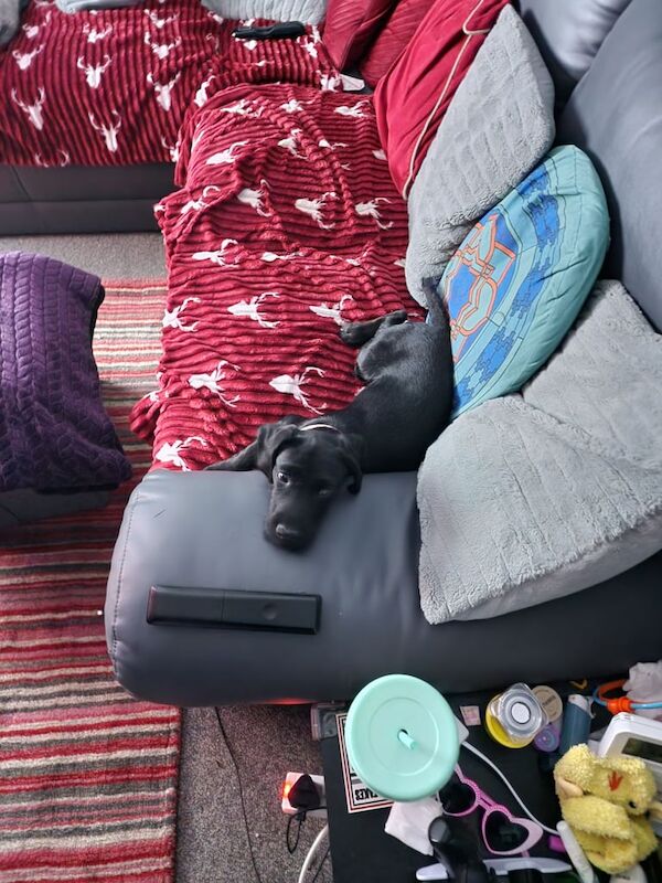 Cocker Spaniel puppies for sale in East Kilbride, Lanarkshire – 9 months old - Image 2 of 3