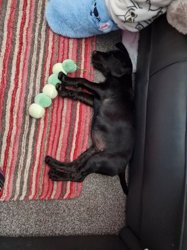 Cocker Spaniel puppies for sale in East Kilbride, Lanarkshire – 9 months old - Image 3 of 3