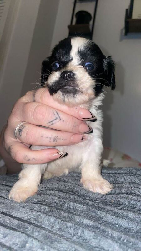 Cocker Spaniel puppies for sale in Nuneaton, Warwickshire – 7 weeks old