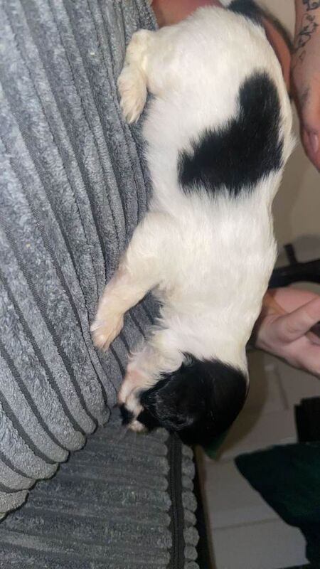 Cocker Spaniel puppies for sale in Nuneaton, Warwickshire – 7 weeks old - Image 2 of 4