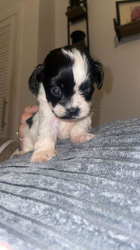 Cocker Spaniel puppies for sale in Nuneaton, Warwickshire – 7 weeks old - Image 3 of 4