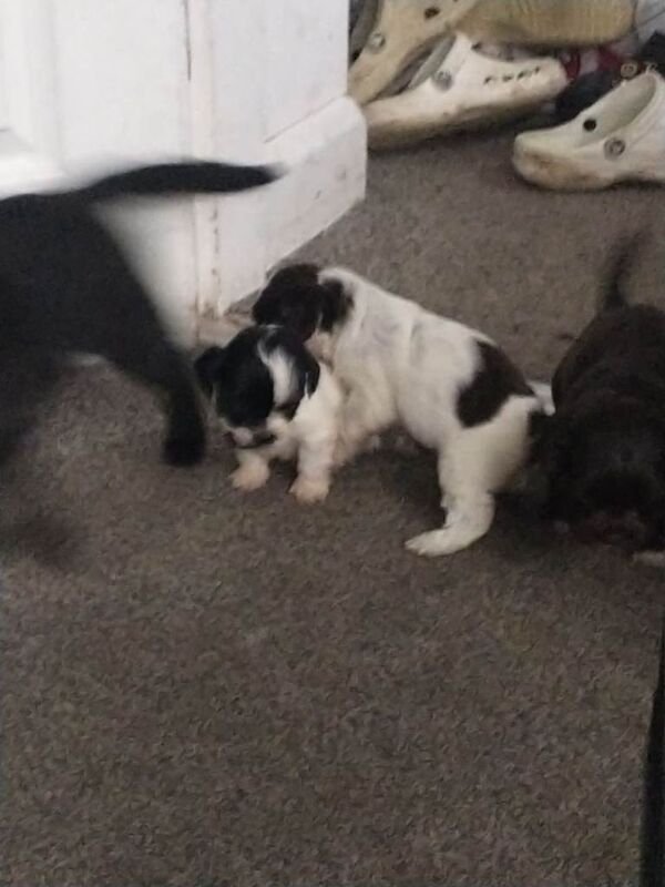 Cocker Spaniel puppies for sale in Nuneaton, Warwickshire – 7 weeks old - Image 4 of 4