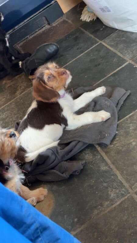 Cocker x jack russel pups for sale in Builth Wells / Llanfair-ym-Muallt, Powys - Image 2