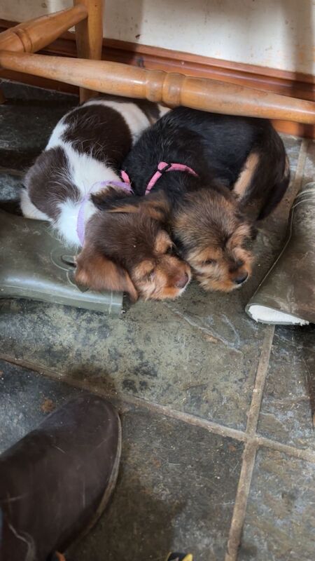 Cocker x jack russel pups for sale in Builth Wells / Llanfair-ym-Muallt, Powys - Image 3