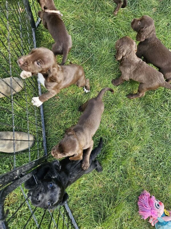 Cocker Spaniel puppies for sale in Armagh, County Armagh – 1 year old - Image 2 of 3