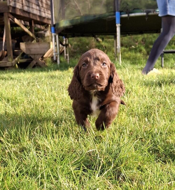 Cocker Spaniel puppies for sale in Armagh, County Armagh – 1 year old - Image 3 of 3