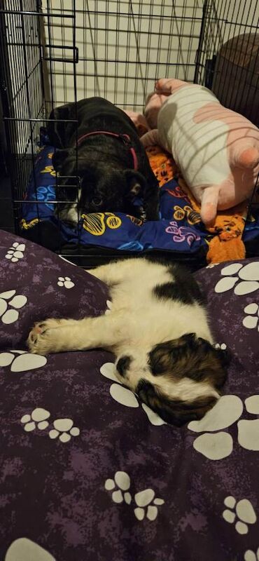 Cocker Spaniel puppies for sale in Gildersome, West Yorkshire – 10 weeks old