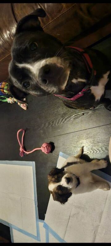 Cocker Spaniel puppies for sale in Gildersome, West Yorkshire – 11 weeks old - Image 2 of 4