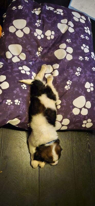 Cocker Spaniel puppies for sale in Gildersome, West Yorkshire – 11 weeks old - Image 3 of 4