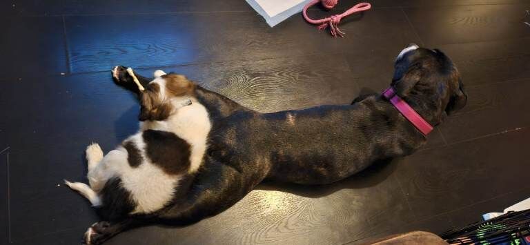 Cocker Spaniel puppies for sale in Gildersome, West Yorkshire – 11 weeks old - Image 4 of 4